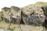Fossil Titanothere (Megacerops) Partial Maxilla - South Dakota #300017-3